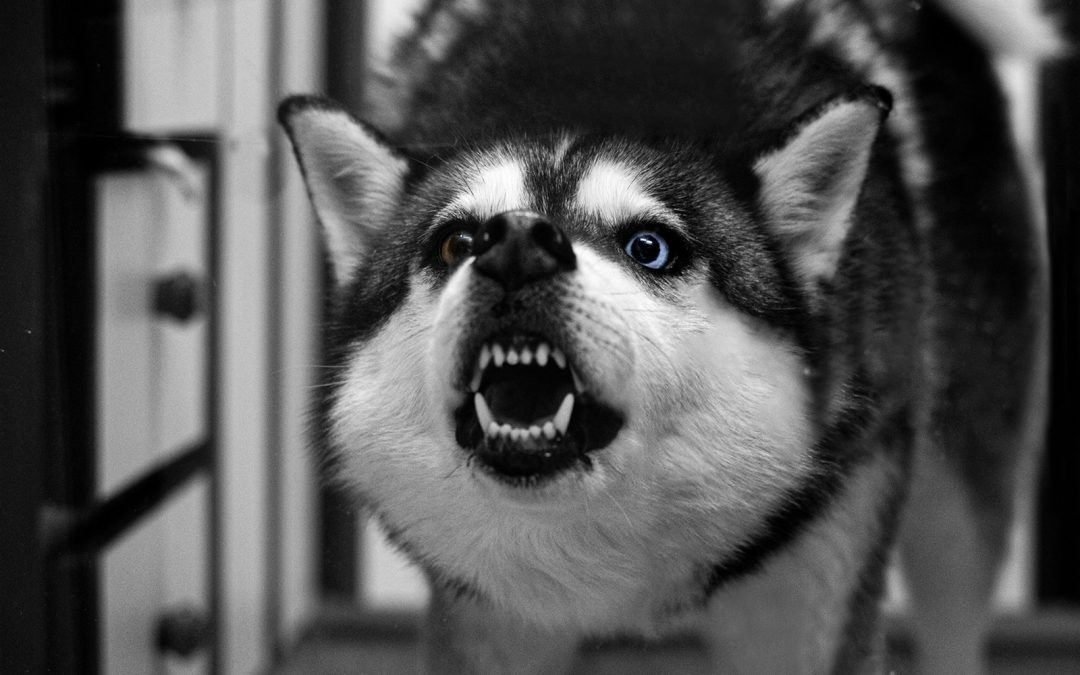 A snarling husky dog with blue eyes shows teeth