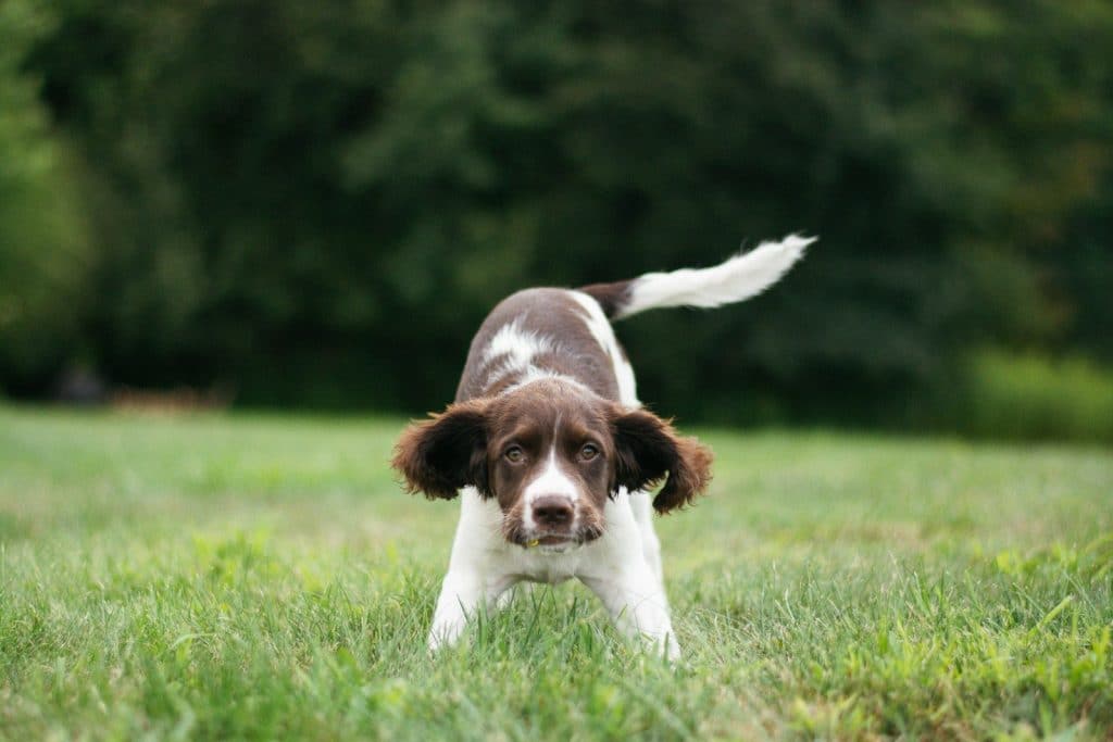 how do you train a dog to stop barking