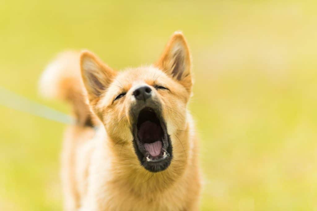 how to train a dog not to bark