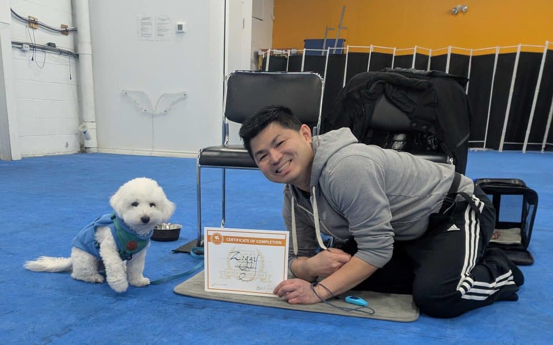 Is Dog Training Worth the Money