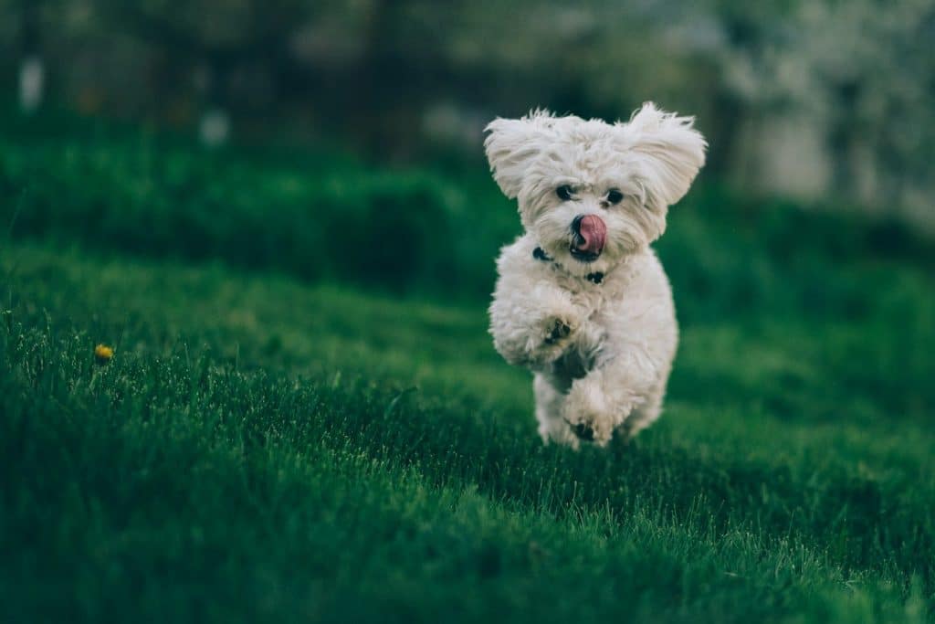how to train a dog to come when called