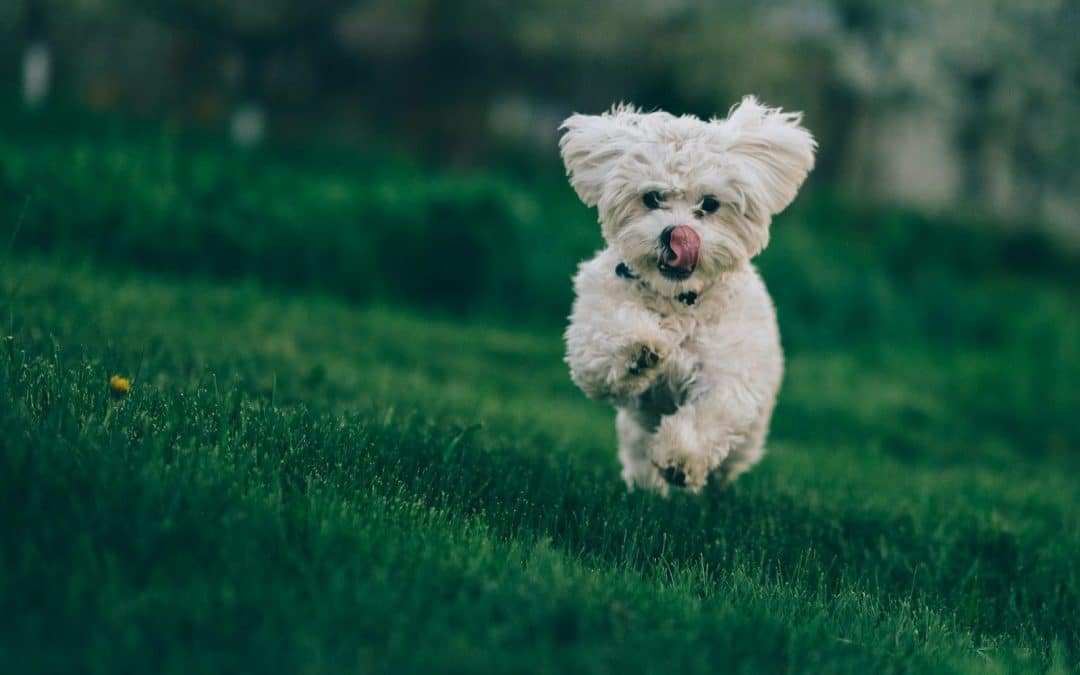 Why Your Dog Ignores You (And How to Fix It With Positive Training)