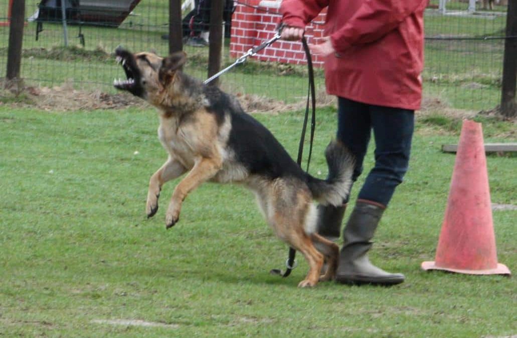 dog aggression When Hounds Fly Dog Training